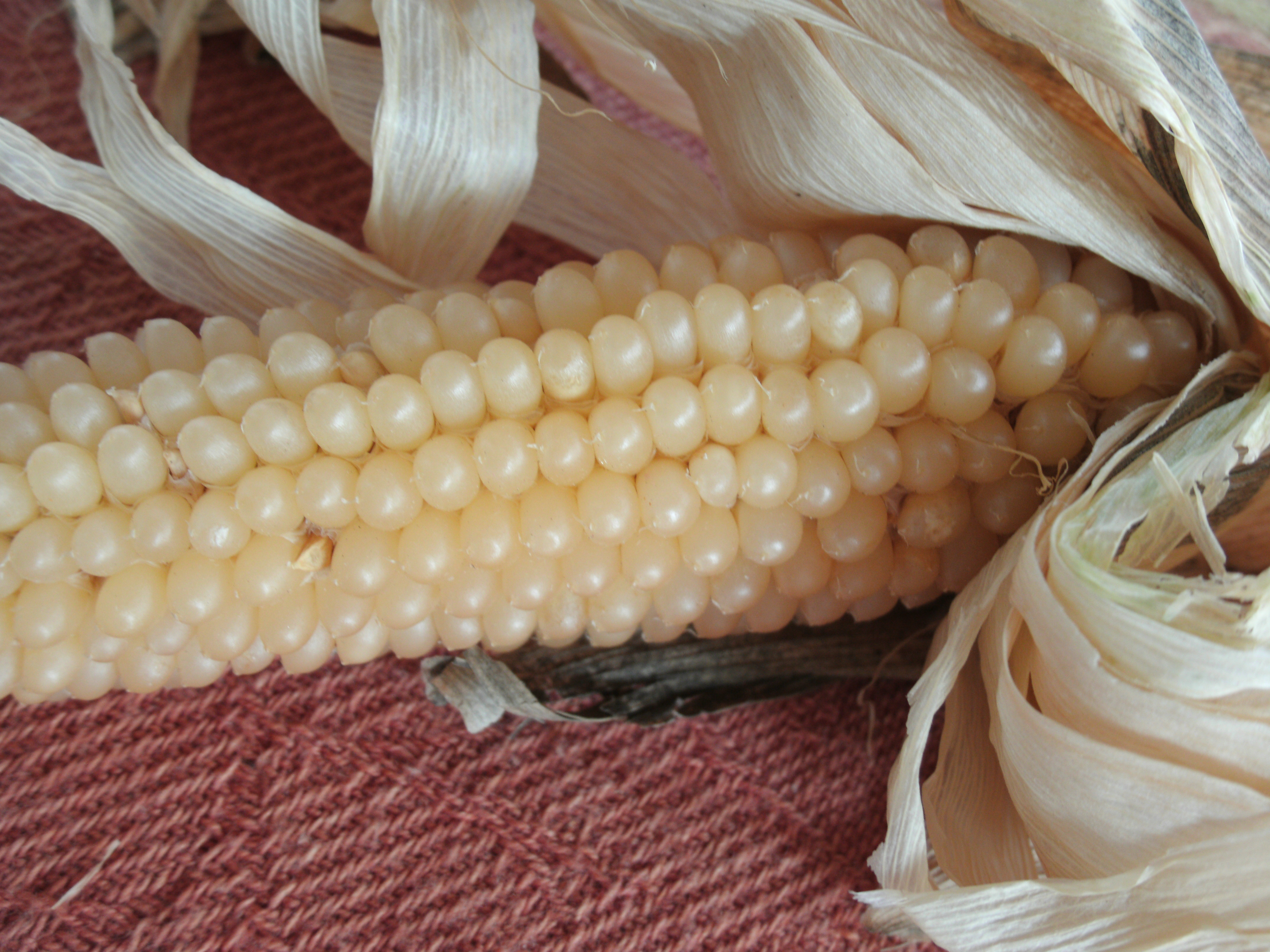 yellow hybrid popcorn